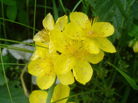 Hypericum richeri ssp burseri